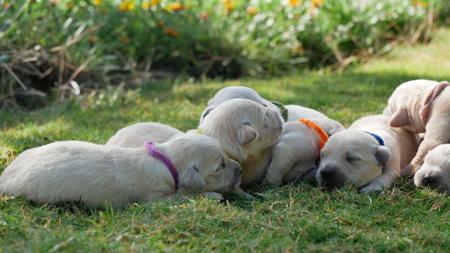 Golden Retriever for sale by TEES