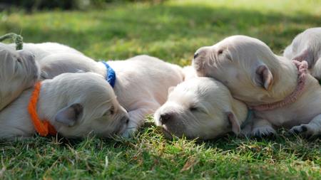 Golden Retriever for sale by TEES