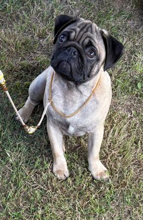 Pug for sale by NEVANDSUE