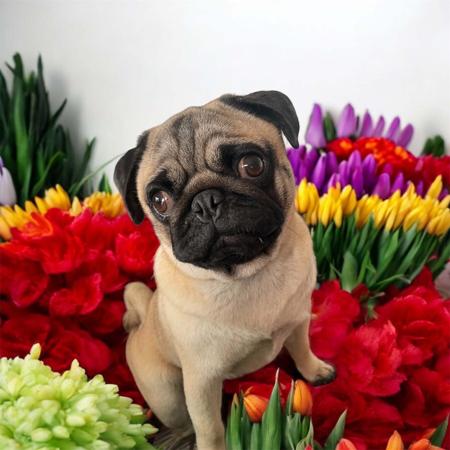 Pug for sale by ATIKABIE