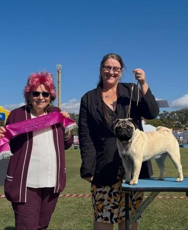 Pug for sale by ATIKABIE