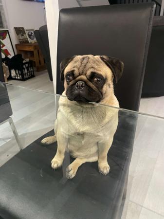 Pug for sale by ATIKABIE