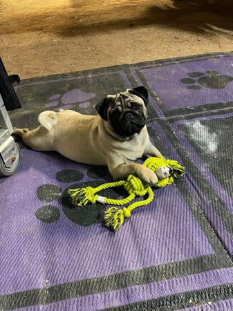 Pug for sale by ATIKABIE