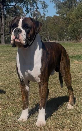 Boxer for sale by NEVANDSUE