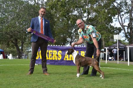 Boxer for sale by ATIKABIE