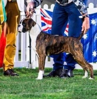 Boxer for sale by ATIKABIE