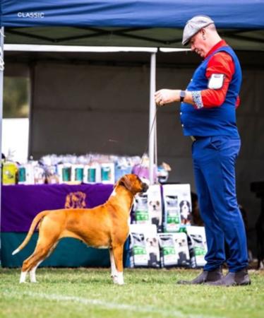 Boxer for sale by ATIKABIE