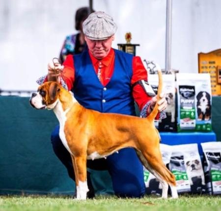 Boxer for sale by ATIKABIE