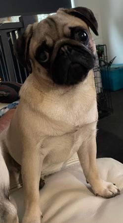 Pug for sale by ATIKABIE