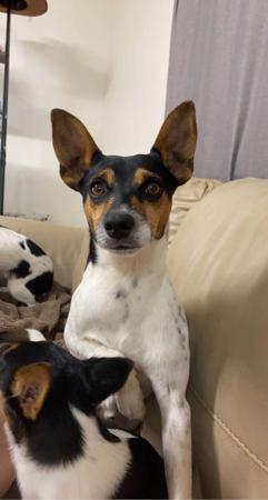 Tenterfield Terrier for sale by KUNMUNYA