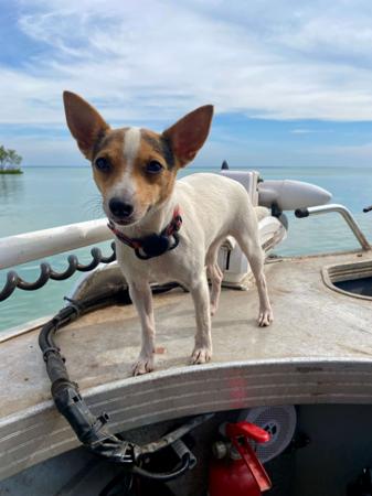 Tenterfield Terrier for sale by KUNMUNYA