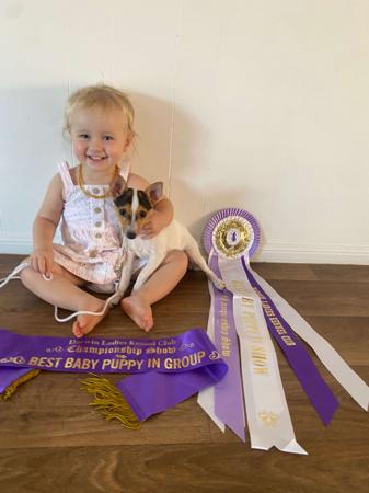 Tenterfield Terrier for sale by KUNMUNYA