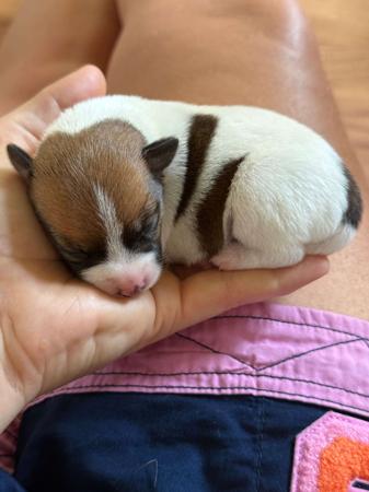 Tenterfield Terrier for sale by KUNMUNYA
