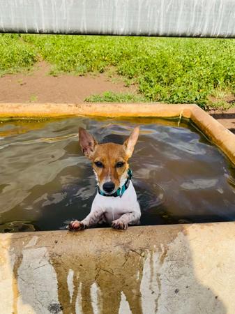 Tenterfield Terrier for sale by KUNMUNYA