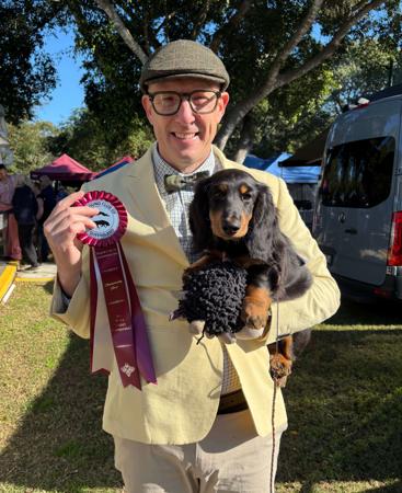 Micbree Memphis Storm Dachshund (Long Haired)