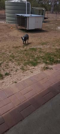 Australian Stumpy Tail Cattle Dog for sale by ARFNARF