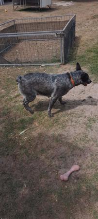 Australian Stumpy Tail Cattle Dog for sale by ARFNARF
