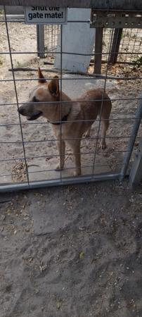 Australian Stumpy Tail Cattle Dog for sale by ARFNARF