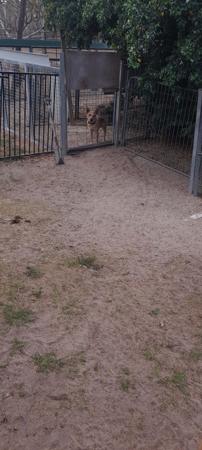 Australian Stumpy Tail Cattle Dog for sale by ARFNARF