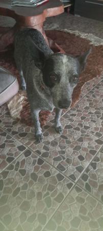 Australian Stumpy Tail Cattle Dog for sale by ARFNARF