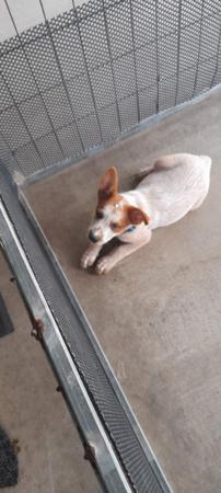 Australian Stumpy Tail Cattle Dog puppy for sale by ARFNARF
