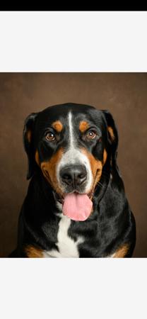 Great Swiss Mountain Dog for sale by SWISSKIE