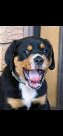 Great Swiss Mountain Dog for sale by SWISSKIE