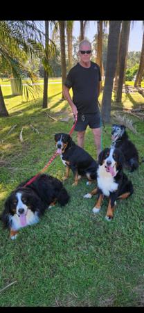 Great Swiss Mountain Dog for sale by SWISSKIE