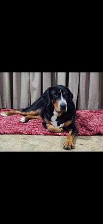 Great Swiss Mountain Dog for sale by SWISSKIE