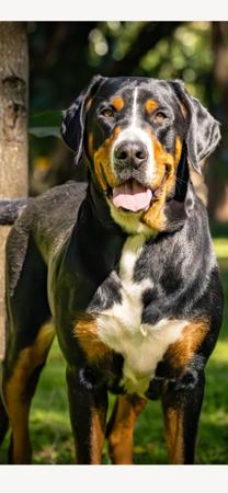 Great Swiss Mountain Dog for sale by SWISSKIE