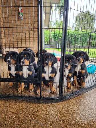 Great Swiss Mountain Dog for sale by SWISSKIE