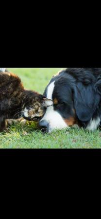 Bernese Mountain Dog for sale by SWISSKIE