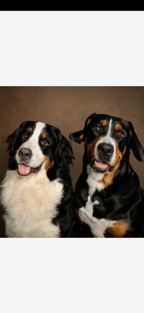 Bernese Mountain Dog for sale by SWISSKIE