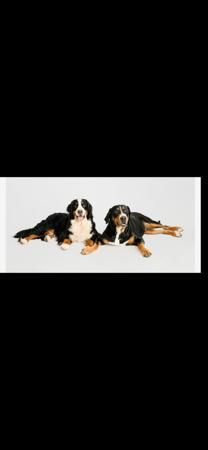 Bernese Mountain Dog for sale by SWISSKIE