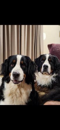 Bernese Mountain Dog for sale by SWISSKIE