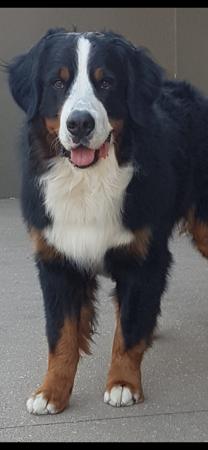 Bernese Mountain Dog for sale by SWISSKIE