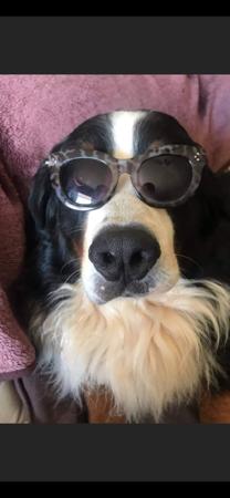 Bernese Mountain Dog for sale by SWISSKIE