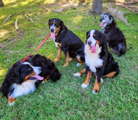 Bernese Mountain Dog for sale by SWISSKIE