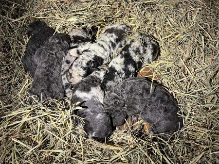 Mudi puppy for sale by AUSMAGYAR