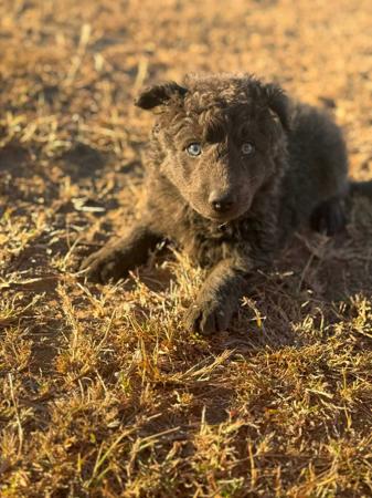 Mudi puppy for sale by AUSMAGYAR