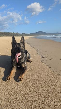 German Shepherd Dog for sale by VONSISMOHAUS