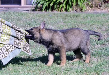 German Shepherd Dog for sale by VONSISMOHAUS