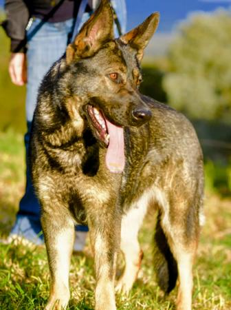 German Shepherd Dog for sale by VONSISMOHAUS