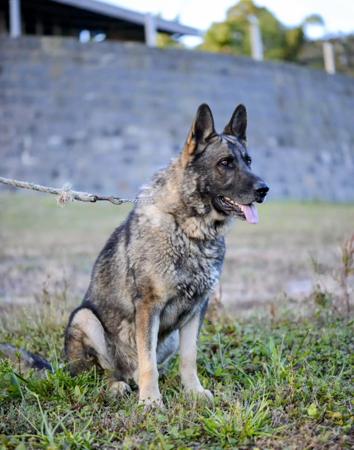 German Shepherd Dog for sale by VONSISMOHAUS