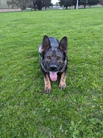 German Shepherd Dog for sale by VONSISMOHAUS