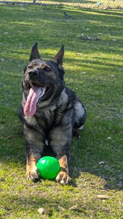 German Shepherd Dog for sale by VONSISMOHAUS