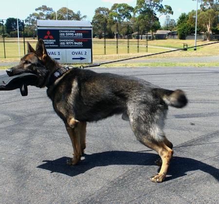 German Shepherd Dog for sale by VONSISMOHAUS