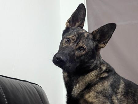 German Shepherd Dog for sale by VONSISMOHAUS