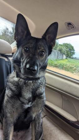 German Shepherd Dog for sale by VONSISMOHAUS