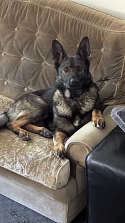 German Shepherd Dog for sale by VONSISMOHAUS